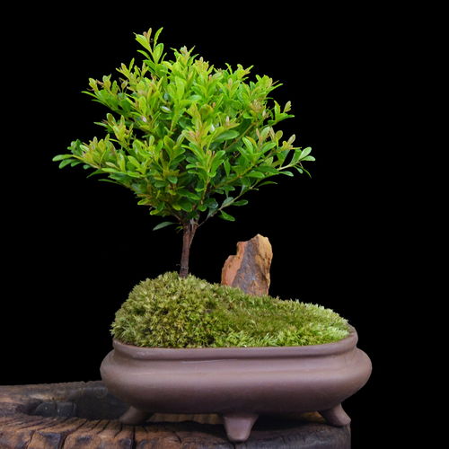 四、动手操作：让你的盆栽穿上新衣