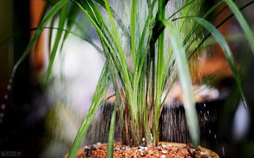 大蒜水泡根，杀菌又生根