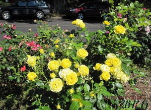 俄州黄金月季，美得让人心动