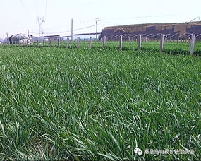 韭菜地里用多少草甘膦对打过草甘膦的韭菜合适？