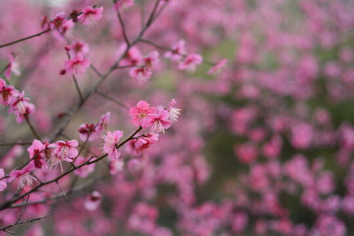 红梅花在冬季盛开，您知道它具体的花期是多久吗
