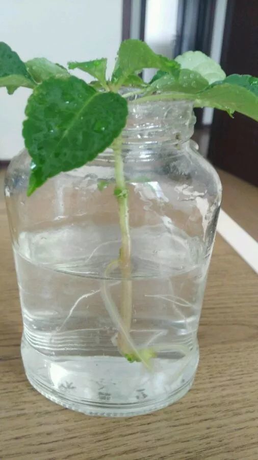 水插， 淀粉塑料环保