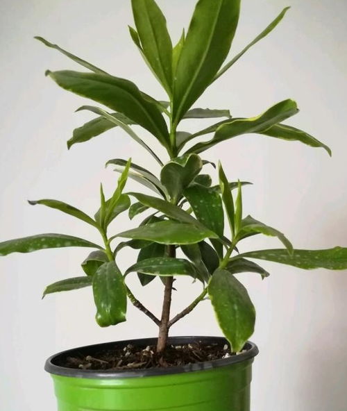 鹅掌木插枝繁殖时如何选择合适的枝条和进行生根处理以确保成活率