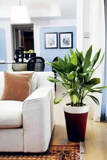 客厅植物的选择之道