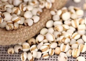 薏米的种植小秘密：黄淮地区的蕞佳种植时间