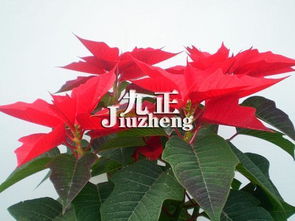 一品红叶子卷曲变蔫的原因分析