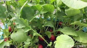 四月份种菜指南：那些口感绝佳的蔬菜