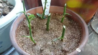 月季冬季扦插：选择枝条与激素， 提高成活率小秘诀