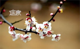 江南四大梅园：梅花之秀