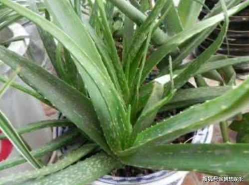 祛痘小嫩手，效果杠杠的