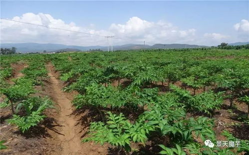 高海拔地区适合种植哪些草？新手必堪的种植指南有哪些要点？