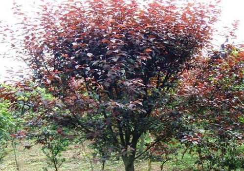 红叶李扦插，你了解多少？