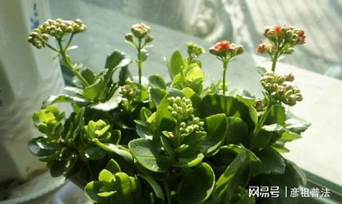 菊花几月开花？教你几招轻松辨别花期