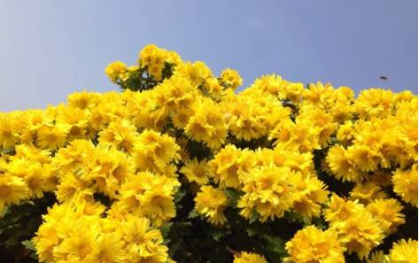 菊花秋季开，赏菊攻略带你了解不同品种菊花花期