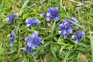 用种子繁殖， 直播或育苗移栽均可