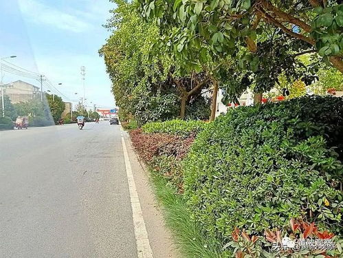 野花组合的种植