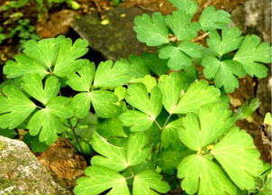 三区优选草种对照表