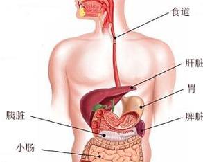 四君子汤：温中健脾