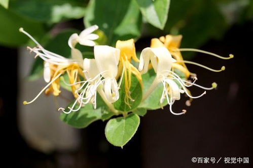 金银花栽家里老花匠揭秘