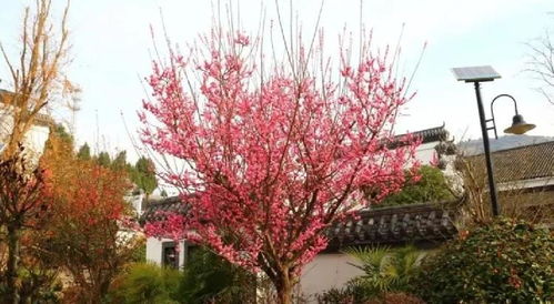 乌梅花源地揭秘，全国花海分布一览！