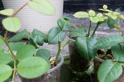 月季枝扦插：如何快速生根？妙招大揭秘！