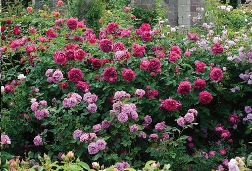 第一步：留强去弱， 枝条选得好