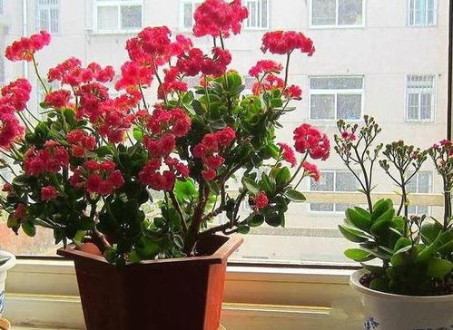 办公室里绿植来添彩