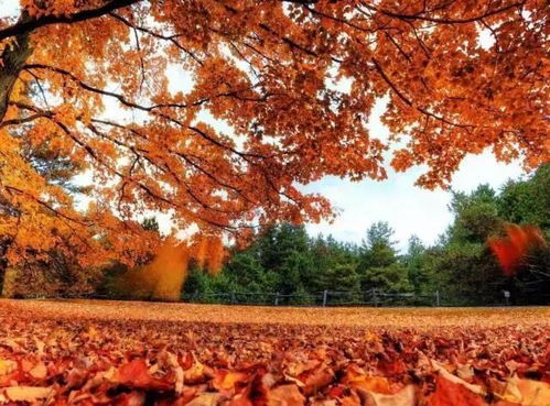 我言秋日胜春朝。”又是一年赏秋季，岛城的秋，色彩浓郁、五彩缤纷。