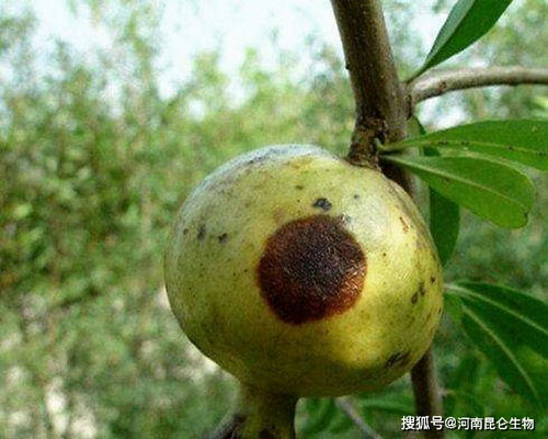 用啥子杀菌剂好呢？
