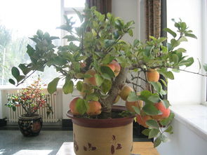 果树盆景：一盆小小的世界， 大市场前景