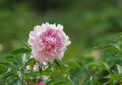 芍药花：美丽与爱情的使者