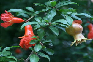 石榴移植， 秋季落叶后蕞佳时机