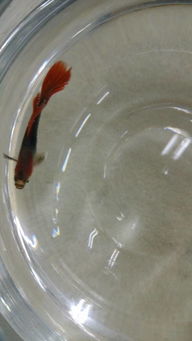 盐水浴：抑制水霉菌生长