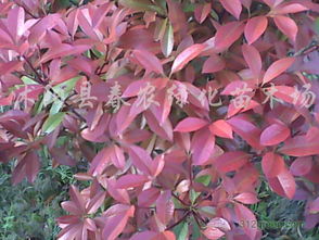 红叶石楠种植那些事儿，你了解多少？