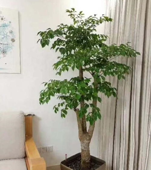 幸福树长得太高？如何巧妙修剪