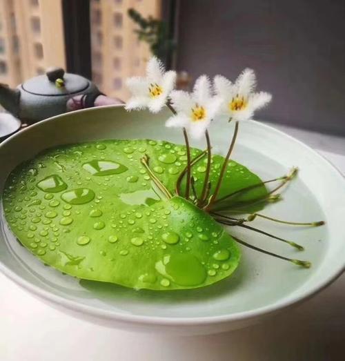 水缸种植荷花时如何避免荷花叶子发黄
