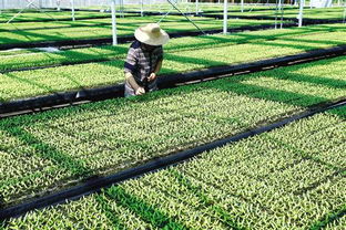 穴盘育苗，贵族选择