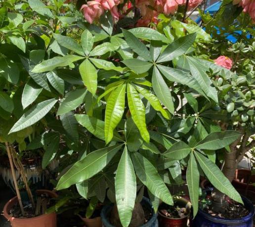 发财树叶子发黄， 揭秘原因与养护攻略