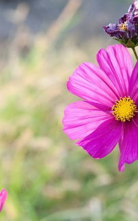 春日里的秘密花园