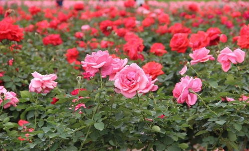 花都24小时开放？这份赏花攻略