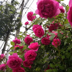 病虫害识别与防治