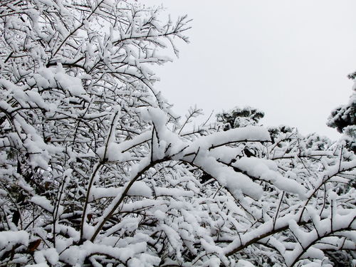 六月雪什么时候换盆最合适？春季还是秋季