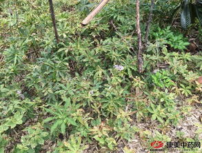 重楼种子，粒粒皆辛苦