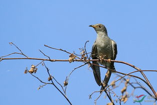 杜鹃鸟，迁徙中的美丽传奇