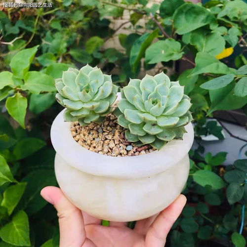 长寿花病虫害的烦恼，多菌灵能救急吗？