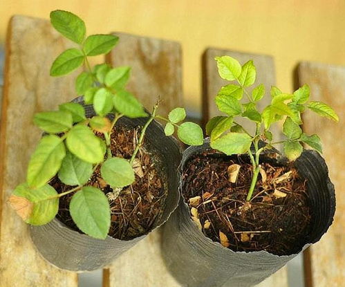 不同品种的藤本月季价格差异大不大？