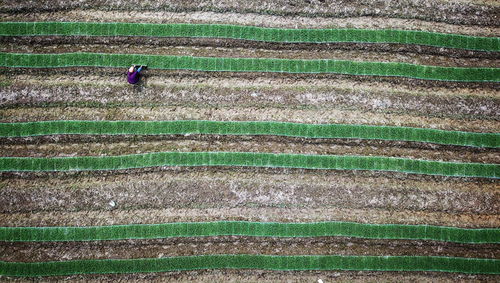 高山蔬菜，独特风味