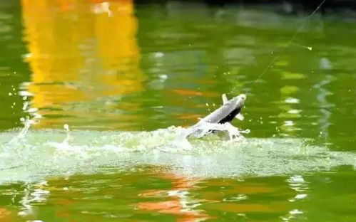 漂相好却没中鱼，是钓鱼过程中常见的问题