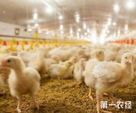 猪饲料防四误区解析：科学养殖