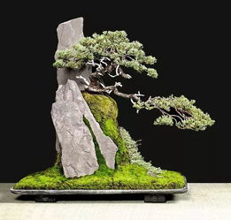 附石盆景与松树的完美搭配，石头选择有讲究